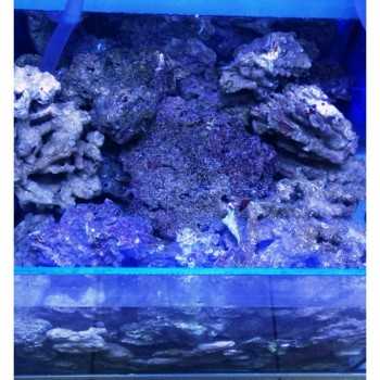 Rocks lived for marine aquarium dried up and rich in life... 2