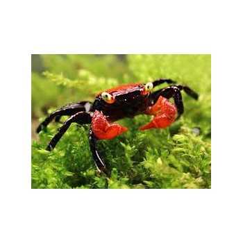 Crab Vampir Krabbe Fire GeiSeserme