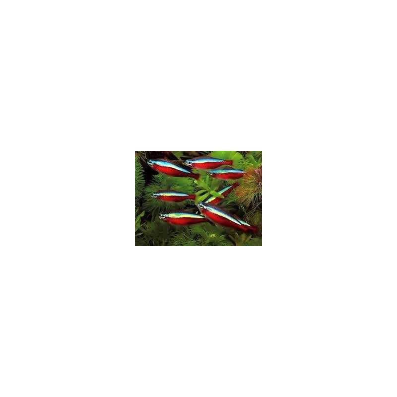 Cardinals TG L Parachedidon Axelrodi