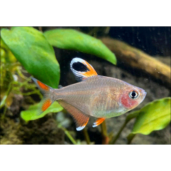 Hyphessobrycon bentosi