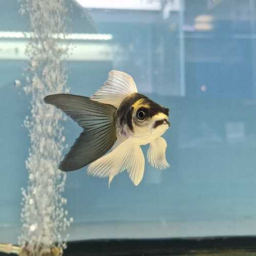 Koi Panda Butterfly Court Body 15 cm