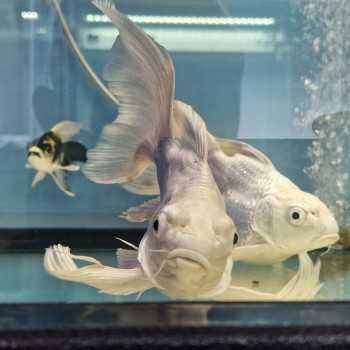 KOI PLATINUM SHORT BODY 18 CM