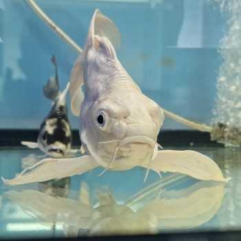 Koi Platinum Court Body 18 cm 2