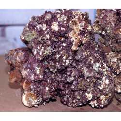Rocks lived for marine aquarium dried up and rich in life...