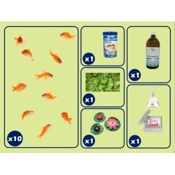 kit base per laghetto con pesci rossi