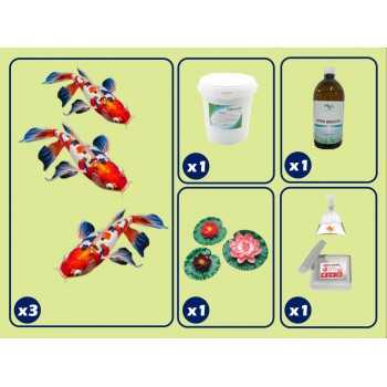 kit de base pour étang avec carpe koi