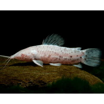 Hoplosternum thoracatum fruits de mer calloso albinos