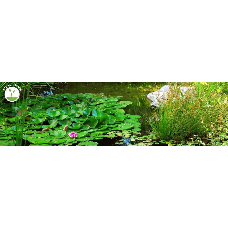 Bacterial activator Biopond Bacter Laghetto