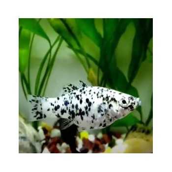 Black Molly Dalmatian