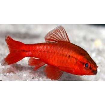 Barbus Titteya rouge