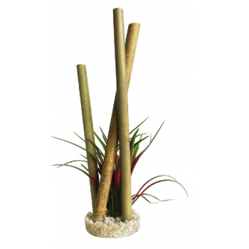 Bamboo Papyrus