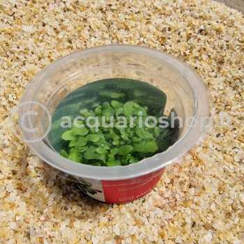 Calycifida Utricularia Carnivorous Plant in Cup - Aqua... 2