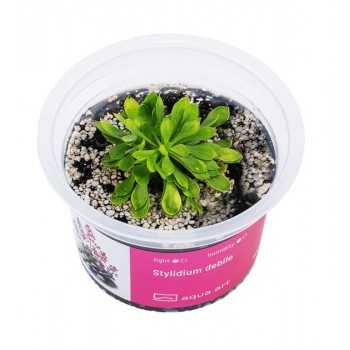 Plante carnivore de stylium dibble en coupe