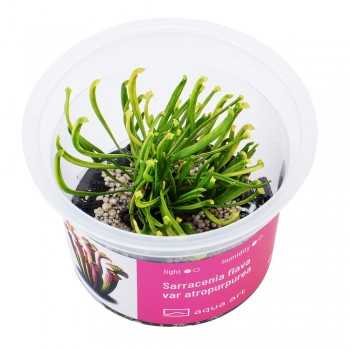 Sarracenia flava var atropurpurea in cup - Aqua Art...