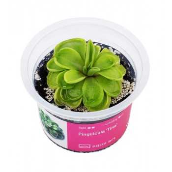 Pinguicula 'Tina' in cup - Aqua Art Pianta Carnivora per...