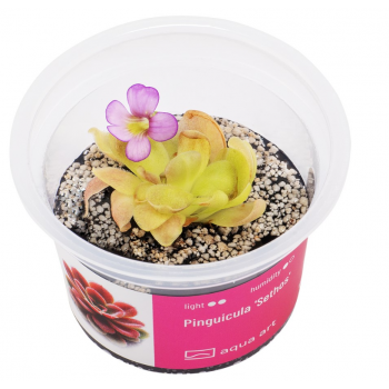Pinguicula 'Sethos' in cup - Aqua Art Pianta Carnivora...
