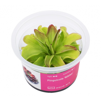 PINGUICULA 'NIKLAS' in CUP - Aqua Art Terrarium...