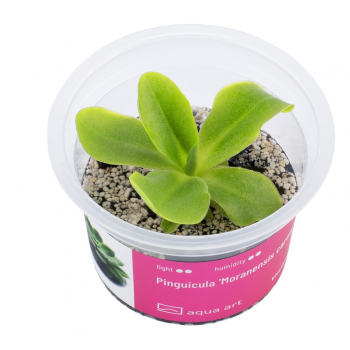 Pinguicula 'Moranensis Carow' en coupe - Aqua Art Plante...