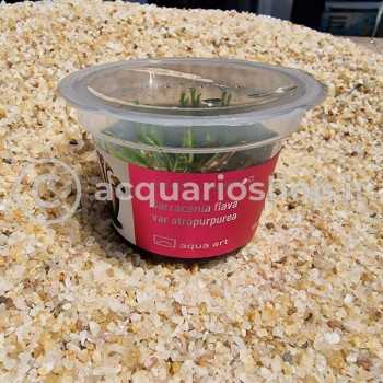 Sarracenia Flava Var Atropurpea en coupe - Aqua Art... 2