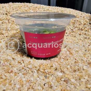 Pinguicula 'Moranensis Carow' en coupe - Aqua Art Plante... 2