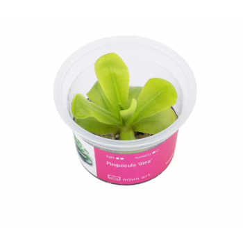 Pinguicula 'Gina' en coupe - Aqua Art Plante carnivore de...