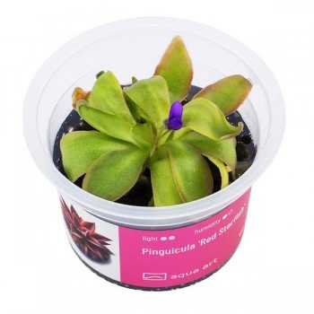 Pinguicula 'rouge étoile de mer' en coupe - Aqua Art...