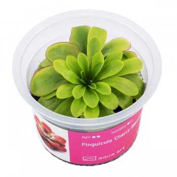 Pinguicula 'Cherry Blossom' en coupe - Aqua Art Plante...