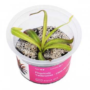 PINGUICULA 'CALDONONIAE' in CUP - Aqua Art Terrarium...