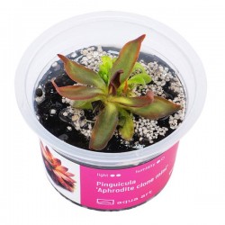 Pinguicula 'Aphrodite clone mini' in cup - Aqua Art Pianta Carnivora per Terrario