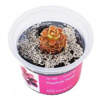 Pinguicula 'Florian' en coupe - Aqua Art Plante carnivore...