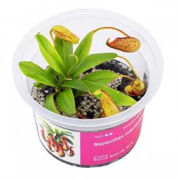 Nepenthes MacFarlanei in Cup - Aqua Art Terrarium...