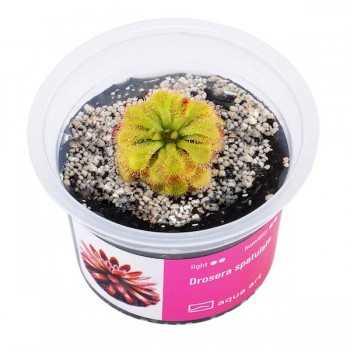 Drosera spatule en coupe - Aqua Art Plante carnivore de...