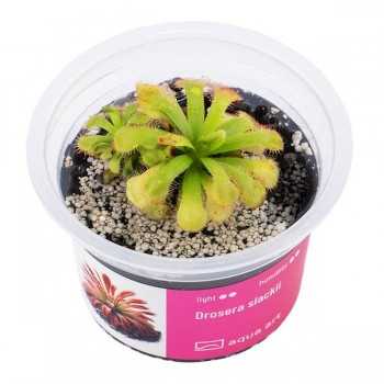 Drosera Slackii in Cup - Aqua Art Terrarium carnivorous...
