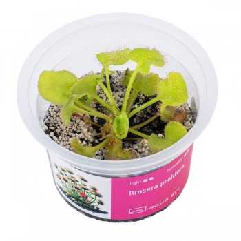 Drosera prolifera in cup - Aqua Art Pianta Carnivora per...