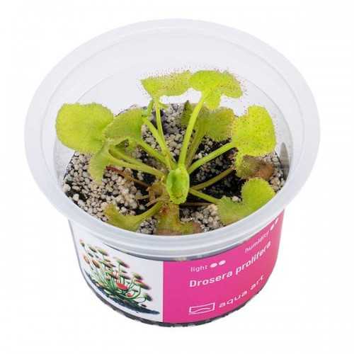 Drosera prolifera in cup - Aqua Art Pianta...