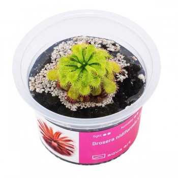 Drosera nidiformis x natalensis in cup - Aqua Art Pianta...