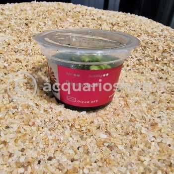 Drosera slackii en coupe - Aqua Art Plante carnivore de... 2