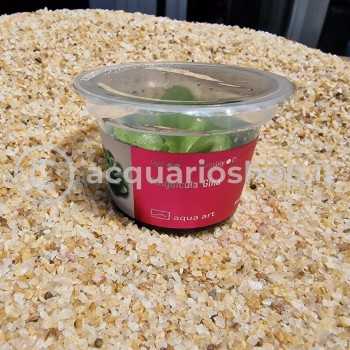Pinguicula 'Gina' in cup - Aqua Art Pianta Carnivora per... 2