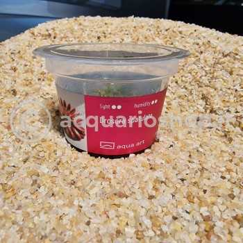 Drosera spatulated in cup - Aqua Art Terrarium... 2