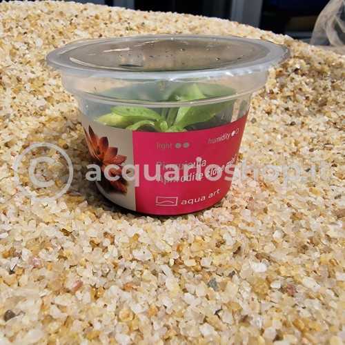 Pinguicula 'Aphrodite Clone Mini' en coupe -...