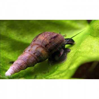 lumaca MELANOIDES TUBERCOLARIA - Detritivora- Smuove il...