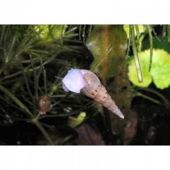 snail Melanoides TuberColaria - Detriivoras- Cluster 2