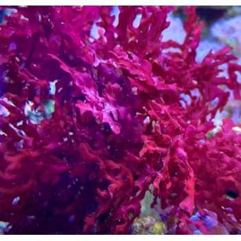 Starter - MacroAlga Gracilaria - Rarity
