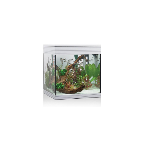 Aquarium pur, baignoire d'aquarium pure - Askoll