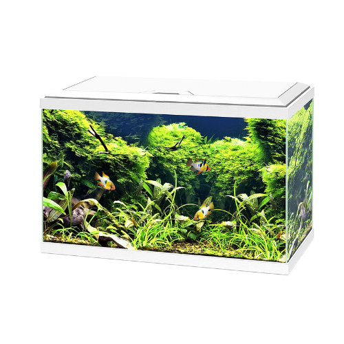 Aqua 60 LED, vasca per acquario - Askoll