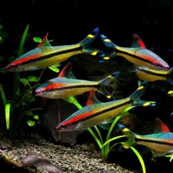 Sahyadria denisonii 2