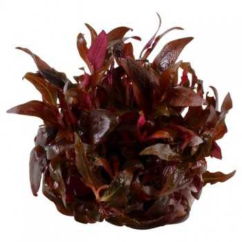 Alternanthera reinecii mini en coupe - Tropica 2