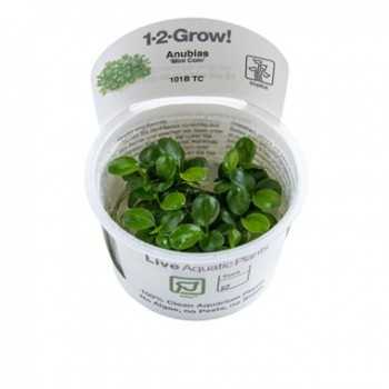 Anubias barteri Mini Coin in cup - Tropica