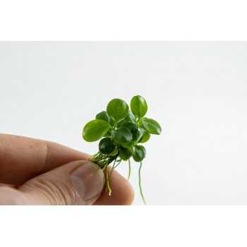 Anubias barteri Mini Coin in cup - Tropica 2