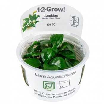 Anubias NANA BARTERS IN CUP - Tropica